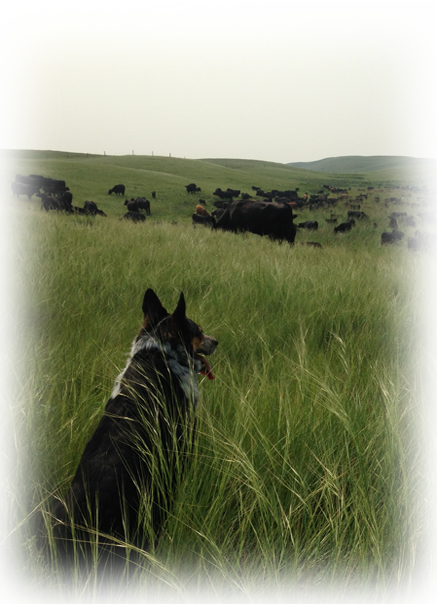 Herd dog watching cows